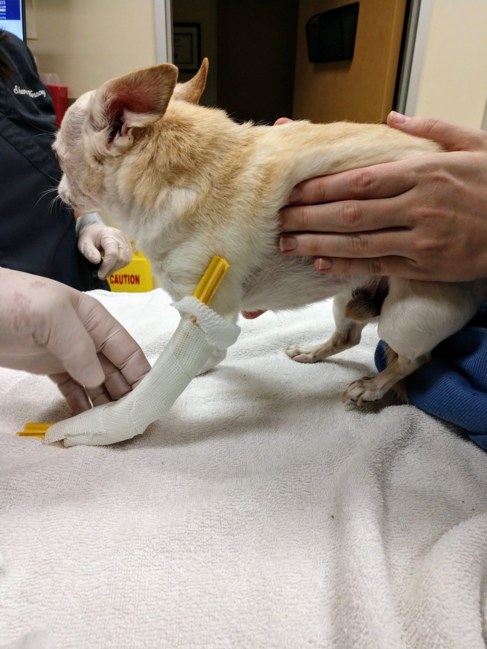 Best Veterinary Rehabilitation In The Woodlands, TX