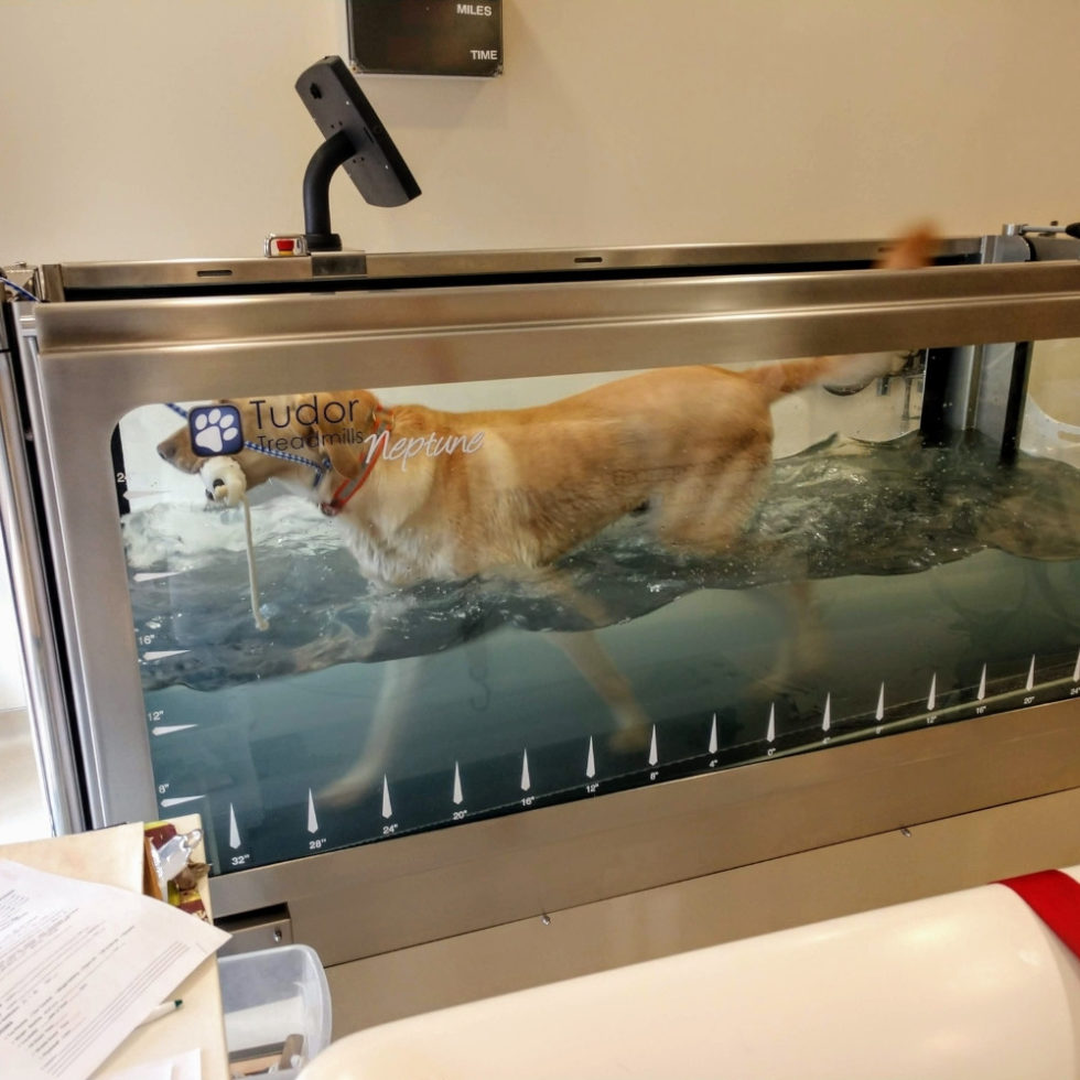 The Woodlands, TX Veterinarians Center For Veterinary Pain Management