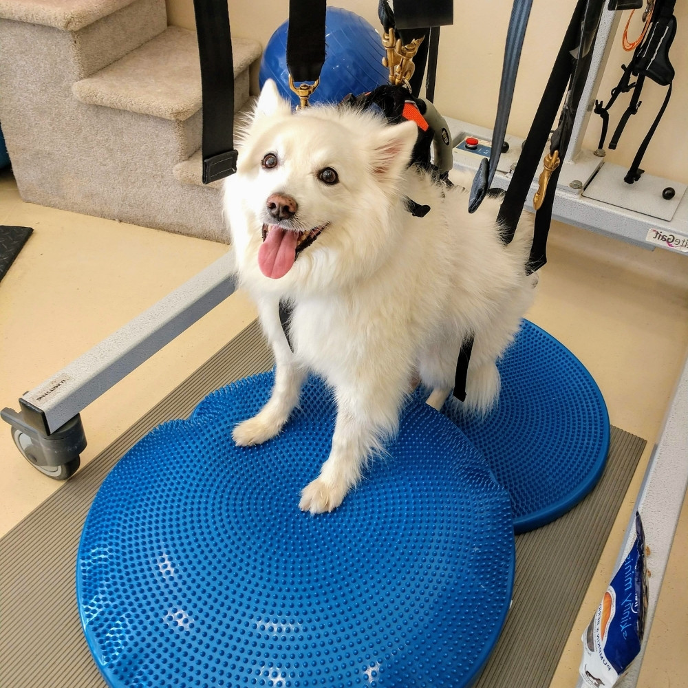 dog rehab training