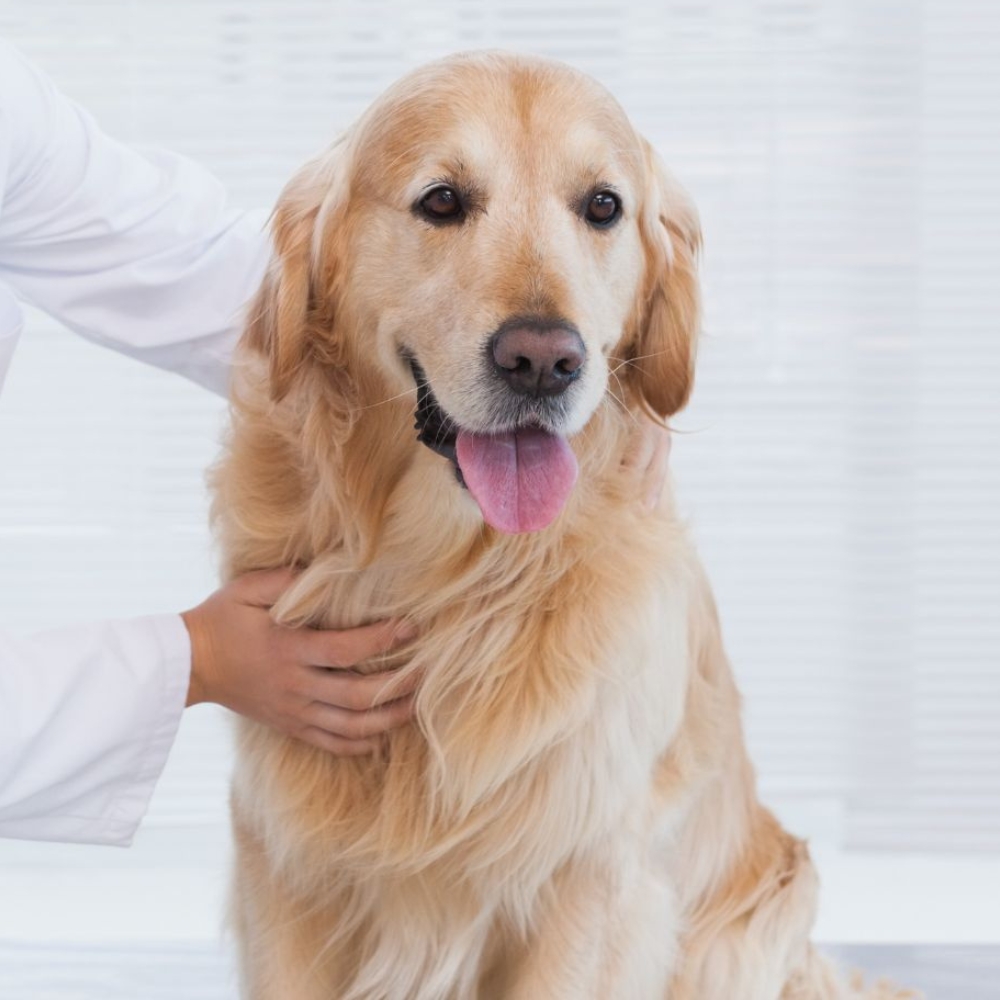 dog rehab training