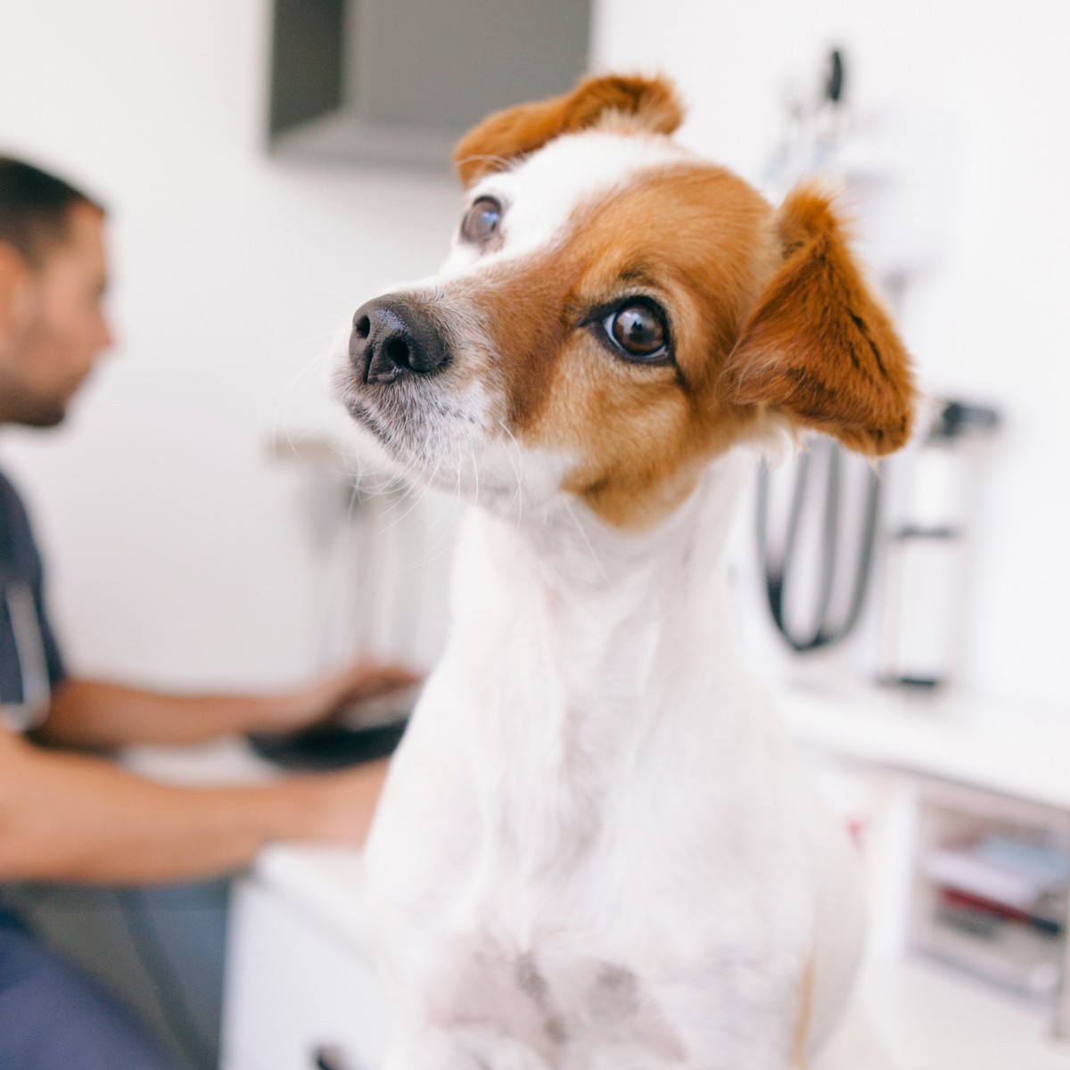 A brown-and-white dog tilts its head curiously in a veterinary clinic