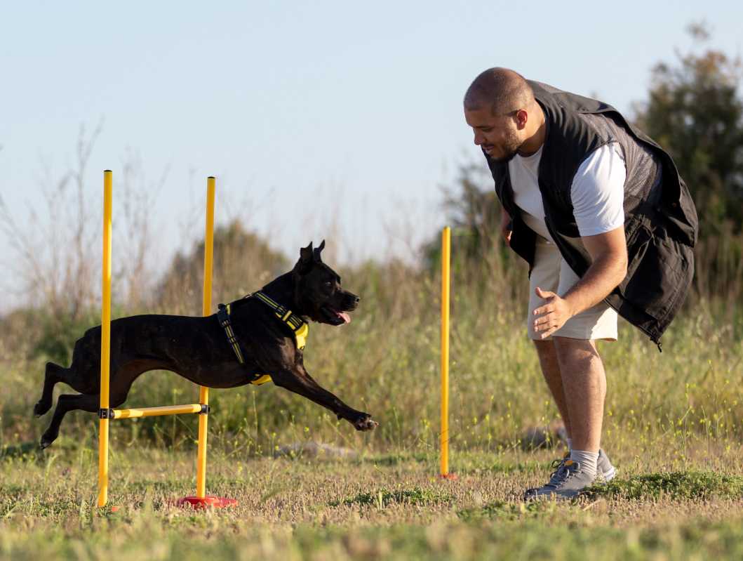 Dog trainer teaching dog to run though obstacles