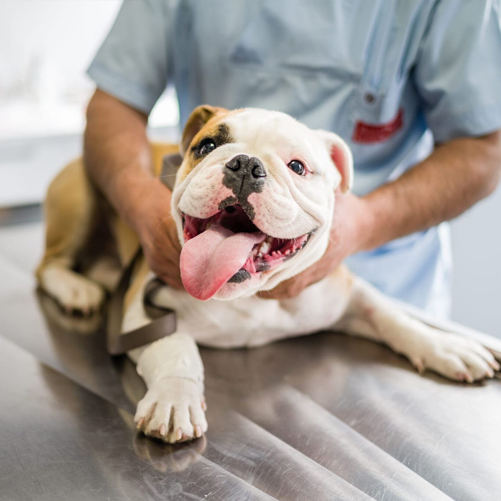 puppy receiving a routine veterinary exam on an examination table