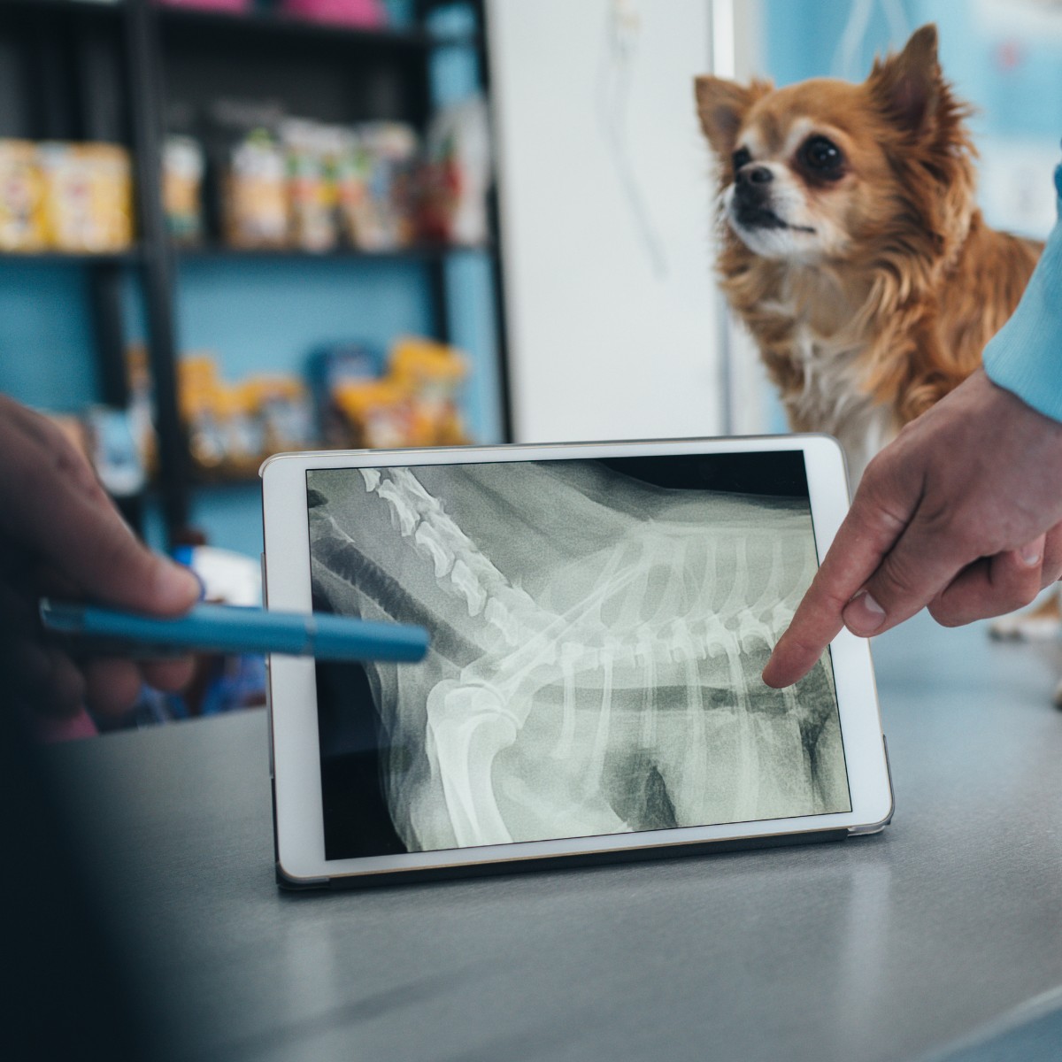A veterinarian points to a small dog’s chest X-ray on a tablet
